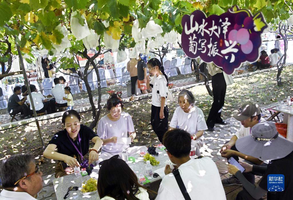 山东平度：葡萄成熟引客来(图1)