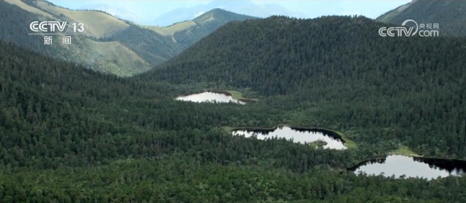 加强生物多样性保护 “雪山精灵”滇金丝猴种群数量稳步增加(图1)