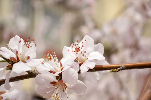 武大樱花节时间2019（门票预约&#43;游玩路线）(图2)