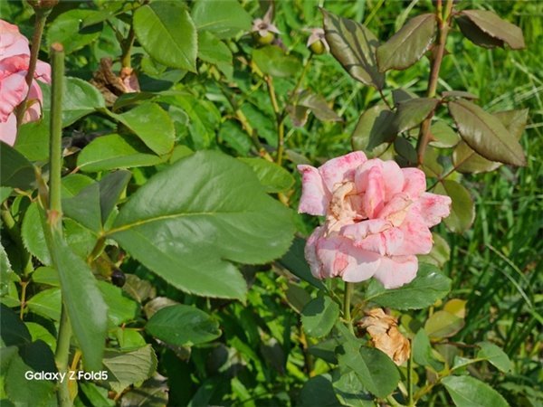 用了两周三星 Galaxy Z Fold5 聊聊我的感受和一些细节 用了两周三星 Galaxy Z Fold5 聊聊我的感受和一些细节(图13)