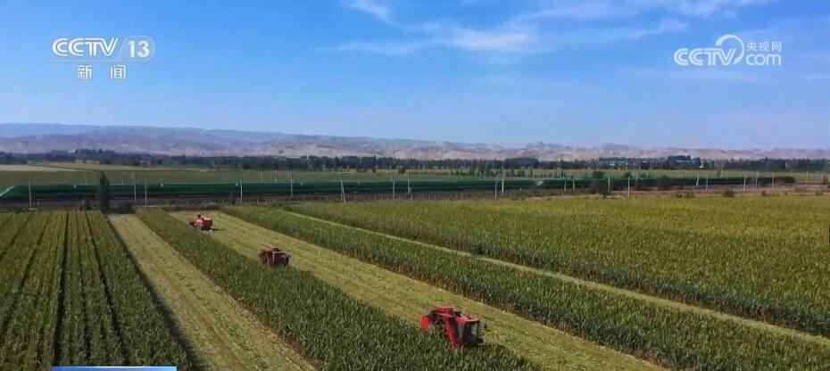 无人机飞防、水肥一体化技术普遍运用 新疆玛纳斯制种玉米亩产大幅增加(图1)