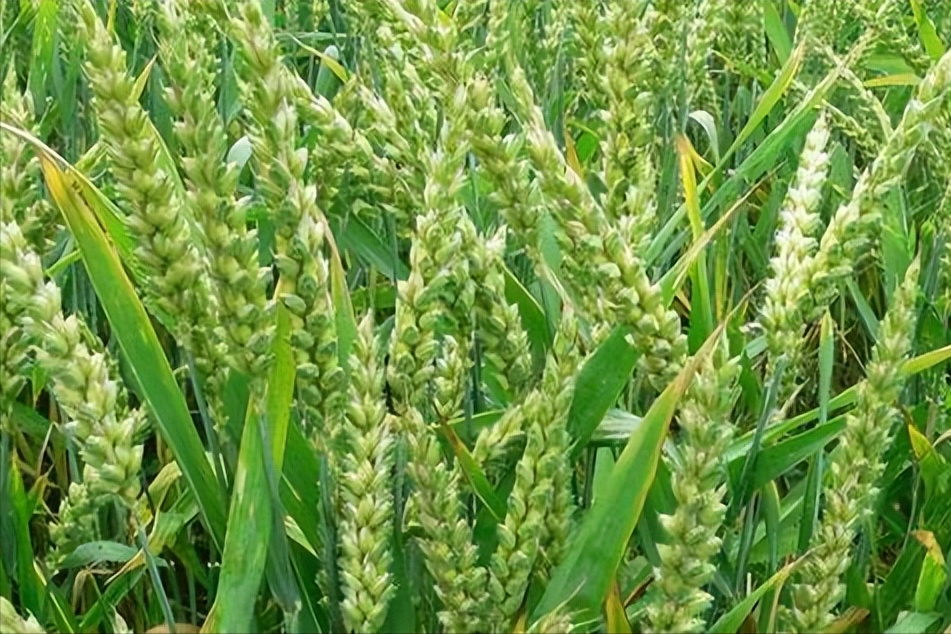收获期间降雨对春小麦收获前发芽、产量和品质的影响探究(图4)