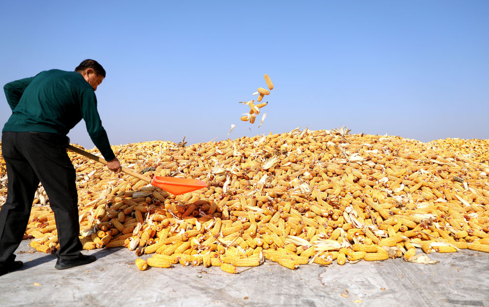 关注秋收｜力保收成　科技助力――我国东北粮食主产区秋收见闻(图3)