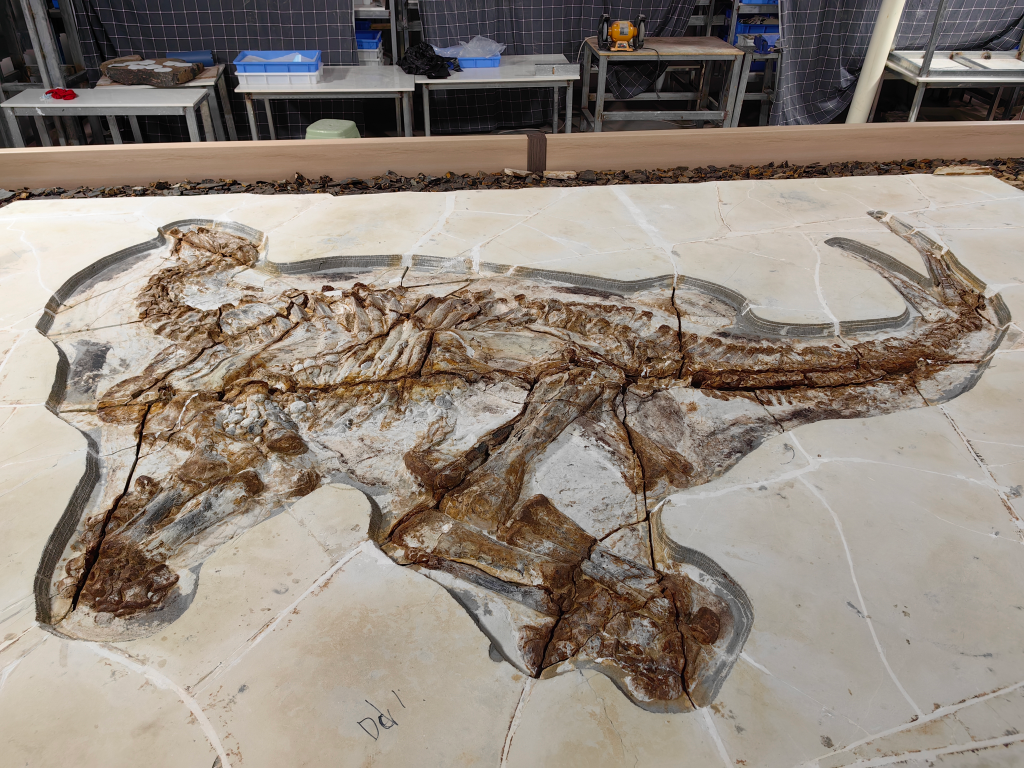 中国科学家揭秘1.3亿多年前恐龙皮肤化石(图1)