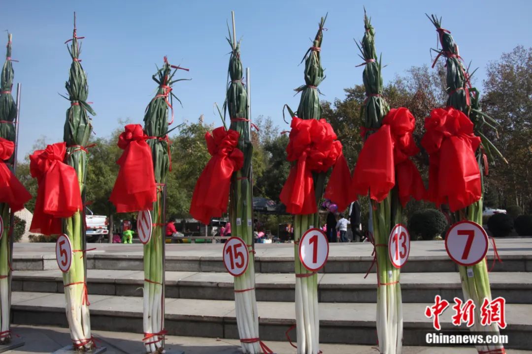 比姚明高一头！这里的大葱靠什么猛“长个”？(图2)