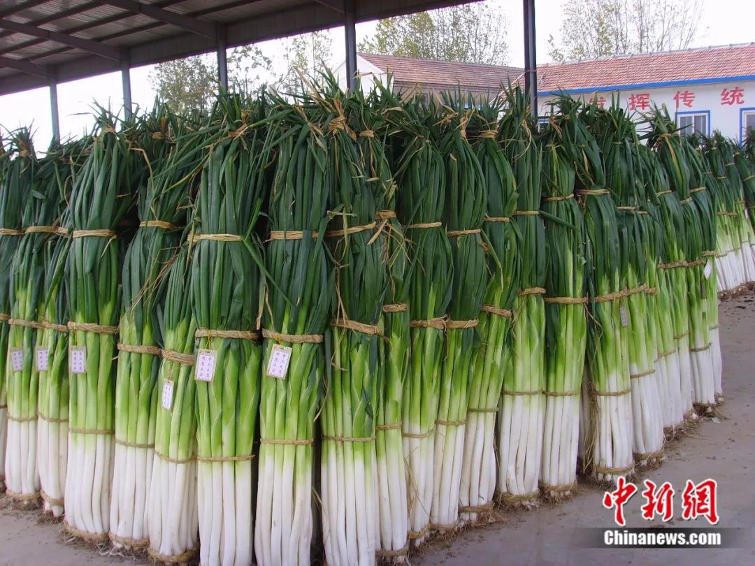 比姚明高一头！这里的大葱靠什么猛“长个”？(图1)