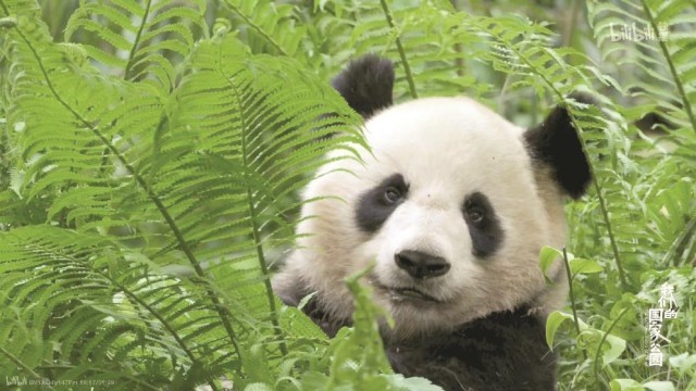 《我们的国家公园》：用镜头寻找人与自然的“焊点”(图2)