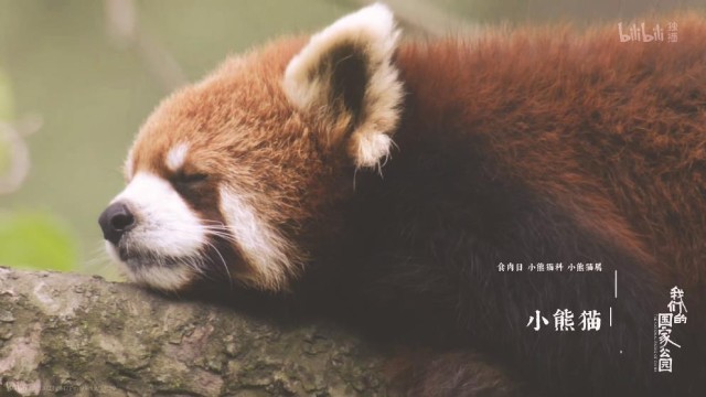 《我们的国家公园》：用镜头寻找人与自然的“焊点”(图3)