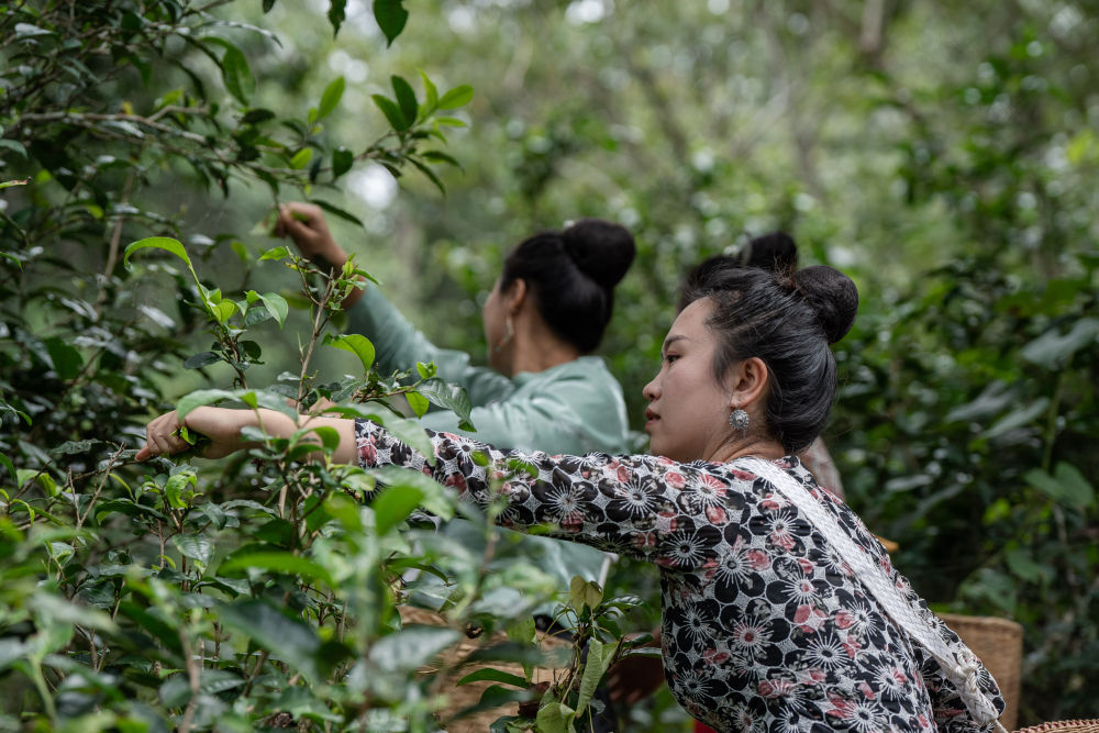 飞阅中国｜瞰茶马古道 品千年茶香(图11)