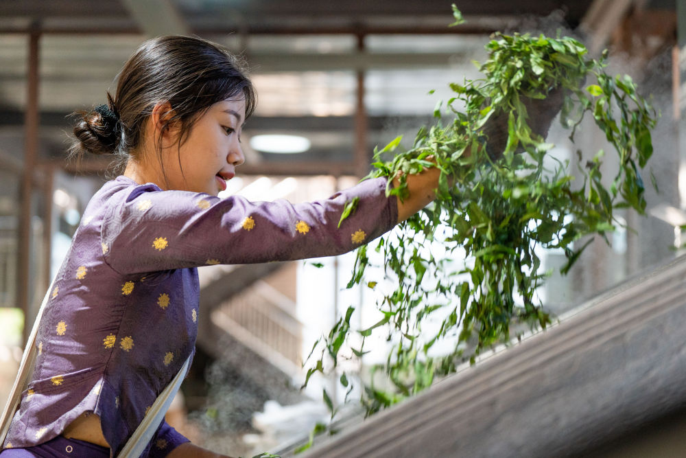 飞阅中国｜瞰茶马古道 品千年茶香(图12)