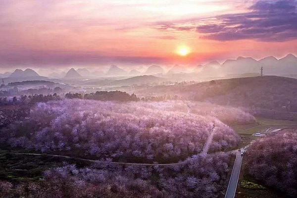 贵州平坝樱花观赏指南2024 附最佳观赏时间及赏樱路线