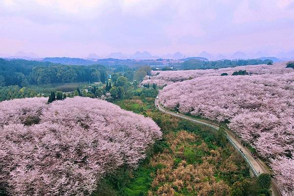 贵州平坝樱花观赏指南2024 附最佳观赏时间及赏樱路线