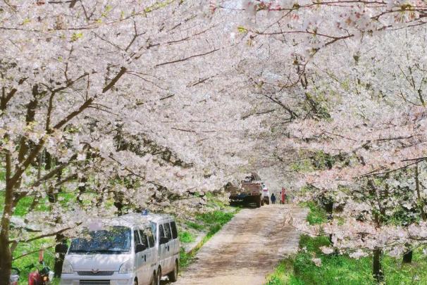 贵州平坝樱花2024开放时间 平坝樱花在哪里