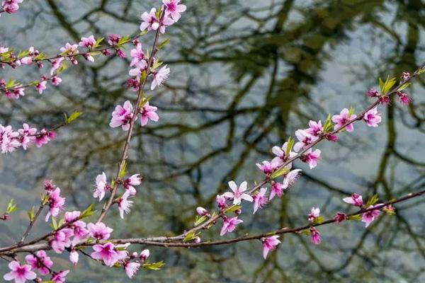 长沙看桃花去哪里