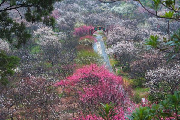 2024苏州香雪海景区开放时间