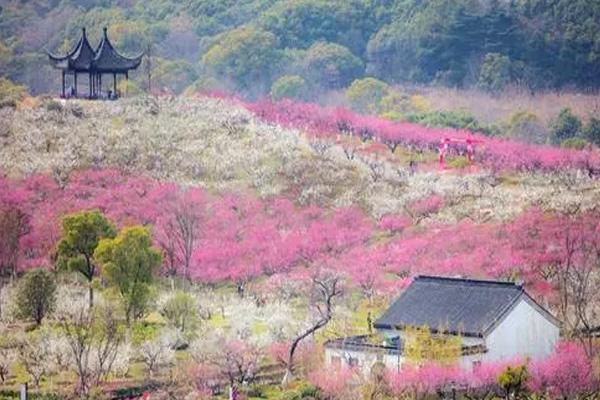 2024张家港香山梅花节开放时间