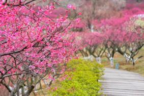 2024张家港香山梅花节门票多少钱