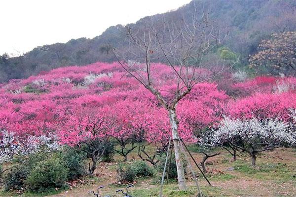 2024杭州超山梅花最佳赏梅时间