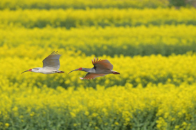 2024年汉中油菜花节主会场在哪个县 什么时间举行