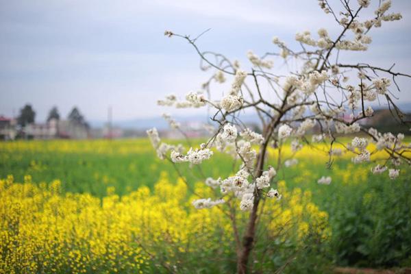 成都周边看油菜花去哪里