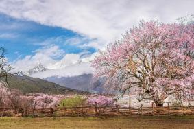 波密桃花沟最佳观赏地点