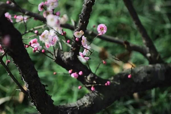 镇江哪里观梅花