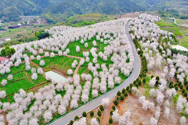 嵊州看花的地方在哪里