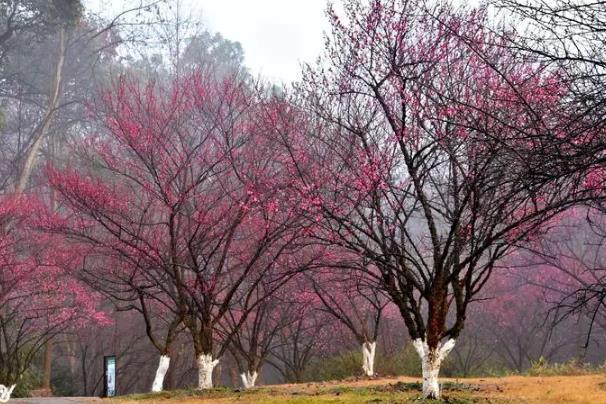 中山春天有赏花地方吗