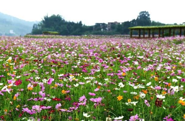 中山春天有赏花地方吗