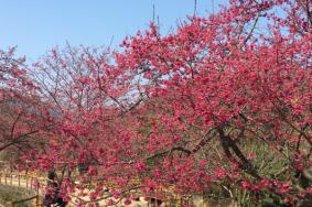 中山春天有赏花地方吗