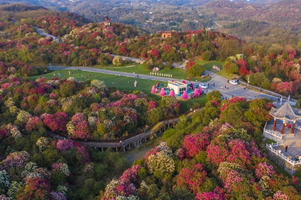2024贵州毕节百里杜鹃花攻略花期+交通