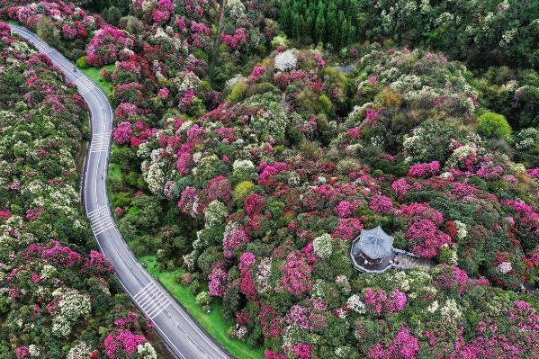 2024贵州毕节百里杜鹃花攻略花期+交通