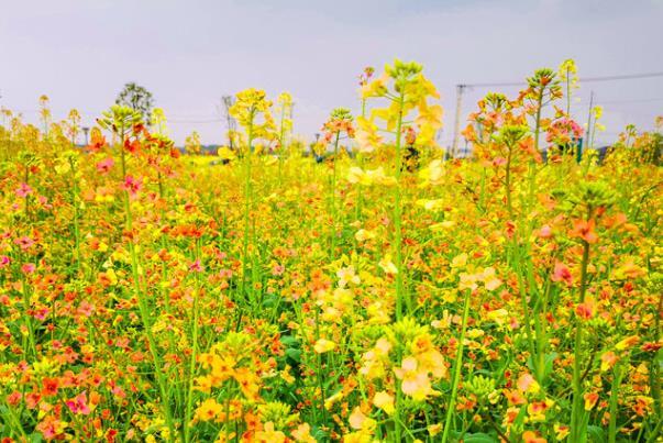 中山哪里可以看油菜花