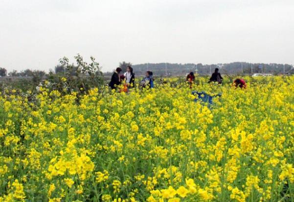 中山哪里可以看油菜花