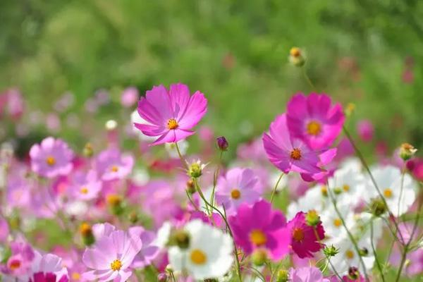 中山观赏格桑花的地方在哪