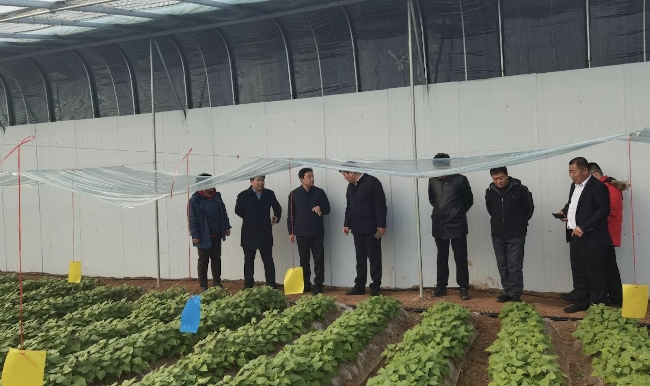 凝心铸魂担使命――欢迎雄安新区雄县领导团到慧谷农业考察指导(图5)
