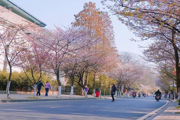 2024南京赏樱花有哪些地方 南京赏樱花的最佳时间
