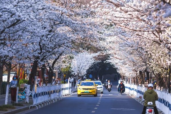 南京看樱花的地方在哪几月份去最好