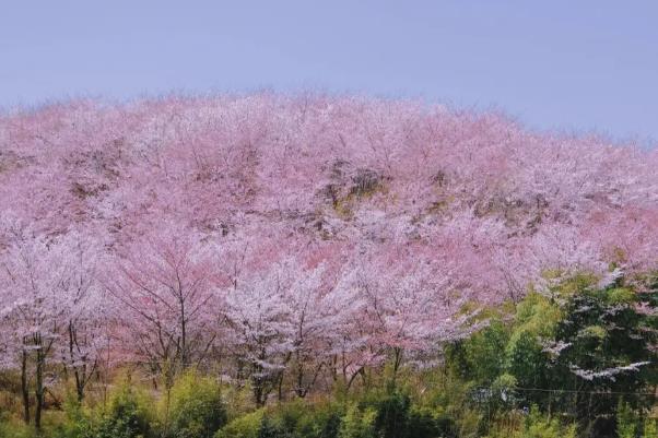 安顺平坝樱花攻略 附自驾信息和花期介绍