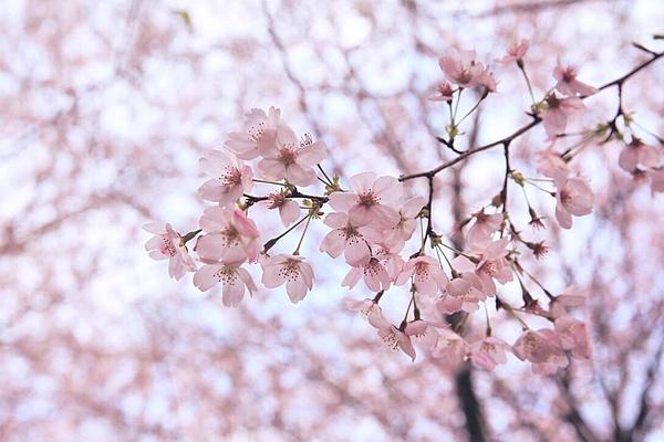 安顺平坝樱花攻略 附自驾信息和花期介绍