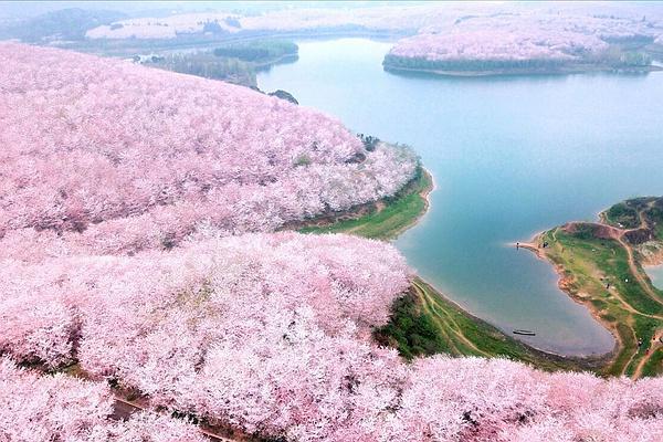 安顺平坝樱花攻略 附自驾信息和花期介绍