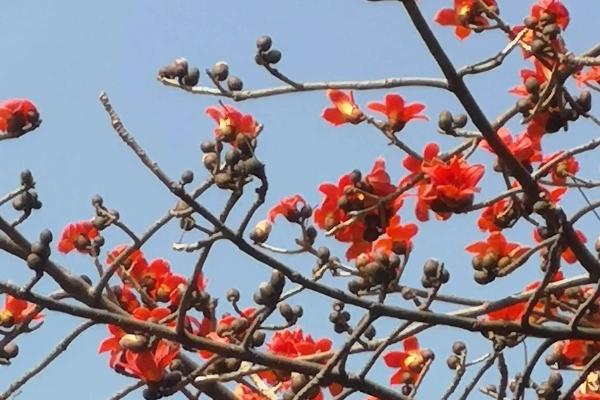 广州赏花的最佳季节是几月份