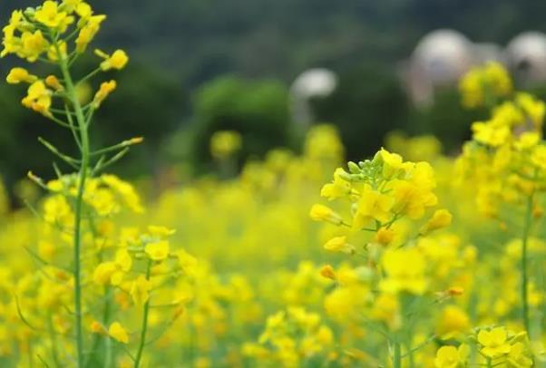 广州赏花的最佳季节是几月份