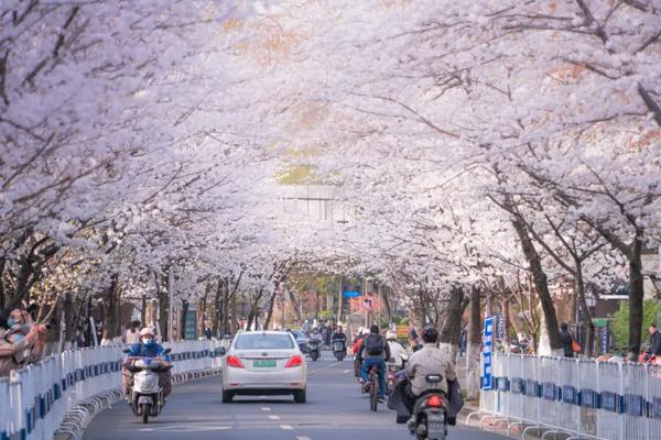 南京赏樱花有哪些地方