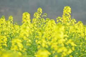 长沙望城哪里有油菜花看