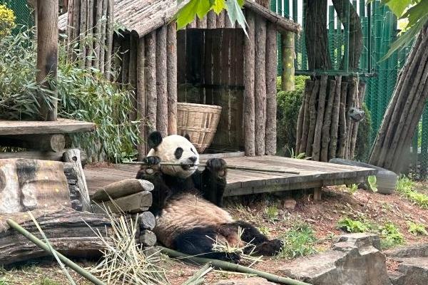 大连森林动物园门票免费政策