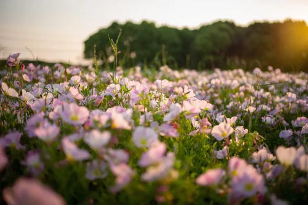 无锡哪里有看桃花的地方