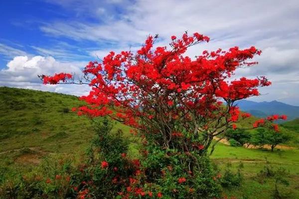 柳州杜鹃花哪里多