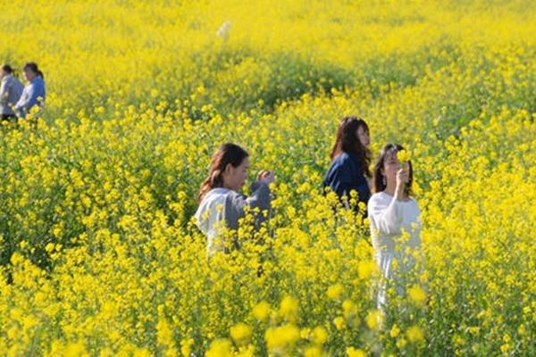 洋湖湿地公园油菜花怎么去 什么时候开花