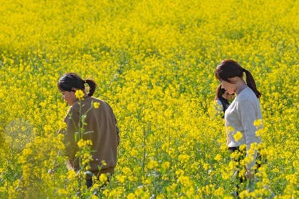 洋湖湿地公园油菜花怎么去 什么时候开花